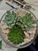 A top-down shot of a DIY succulent terrarium in a glass bowl, featuring three succulents, stones, and shell fragments. The image captures the result of a craft workshop.
