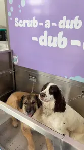 A vlog-style reel documenting a day out with two dogs, starting with a scenic walk, followed by a visit to a self-service dog wash facility, and ending with coffee and cake at a nearby dog-friendly cafe.