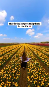 A short, visually appealing montage showcasing the Norfolk tulip fields, featuring vibrant rows of flowers and providing essential visitor information such as dates and location.