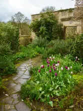 A high-quality, atmospheric photograph of a stone garden path lined with vibrant purple and pink tulips, leading towards a historic stone building. The image captures a serene, fairytale aesthetic typical of English country gardens, with soft, overcast lighting that enhances the colours of the flowers and the texture of the stone.