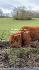 A short montage of clips featuring baby Highland cows in Pollock Park, Glasgow, intended to encourage viewers to visit the park.
