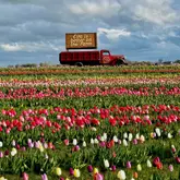 A vibrant, well-composed landscape shot of a tulip field at Farmer Copleys, featuring a vintage red truck with a sign that reads 'Life is better on the Farm' against a dramatic, cloudy sky.