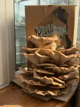 A close-up shot of an oyster mushroom grow kit placed on a wooden surface in front of a window, showing the mushrooms in full bloom.
