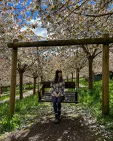 A high-quality, well-composed photograph featuring a person sitting on a wooden swing surrounded by blooming cherry blossom trees at Alnwick Garden. The image captures a serene, seasonal moment, utilizing natural light to highlight the beauty of the setting.