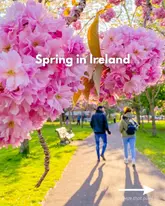 A travel-focused social media post promoting various public parks and outdoor locations in Dublin during the spring season. The image features a soft-focus shot of cherry blossoms in the foreground with people walking along a path in a park.