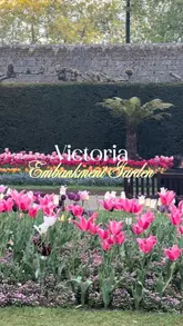 A short, aesthetic video guide to Victoria Embankment Gardens in London, highlighting the tulip displays and suggesting a scenic walk along the river past the London Eye and Big Ben.