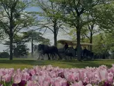 A scenic, high-quality shot of the Hampton Court Palace gardens during the tulip festival, featuring a foreground of pink tulips in sharp focus with a horse-drawn carriage passing through the grounds in the background.