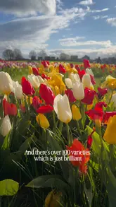 A vlog-style video showcasing the tulip festival at Farmer Copleys, highlighting the vast flower fields, the Ferris wheel, archery, food and drink options, and the on-site shop.