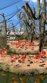 A fast-paced montage video showcasing a family day out at Chester Zoo. The video features a wide variety of animals, including flamingos, penguins, and orangutans, alongside interactive elements like playgrounds, a boat ride, and a visit to a sweet shop.