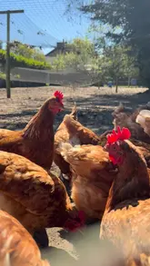 A short, casual video showcasing a farm vending machine in St Albans where visitors can purchase fresh eggs and honey, as well as feed the chickens on-site.
