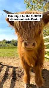 A promotional video for a Highland cow experience and afternoon tea at Quex Adventure Farm Park. The video features footage of the cows, children interacting with and grooming the animals, and the afternoon tea spread, all set to upbeat music with informative text overlays.