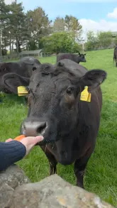 A video recap of a family day out at a farm event where visitors can interact with and feed cows. The footage features various shots of the cows in a field and families, including children, feeding them carrots.