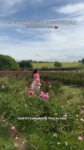 A short, aesthetic video showcasing a peony farm in Kent, featuring shots of the creator walking through rows of blooming flowers.