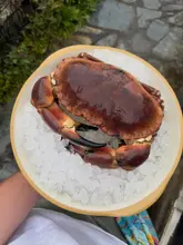 A close-up, top-down shot of a whole raw crab resting on a bed of crushed ice in a ceramic bowl, held by a person outdoors on a stone surface.