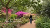 A serene, visually appealing shot capturing a person walking along a path in the Isabella Plantation, surrounded by vibrant spring azaleas. The composition effectively highlights the natural beauty of the location, creating an inviting and peaceful atmosphere for viewers.