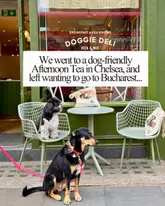 A high-quality, well-composed shot of two dogs sitting on chairs outside a 'Doggie Deli' in Chelsea, used as a cover image for a post about a dog-friendly afternoon tea event.