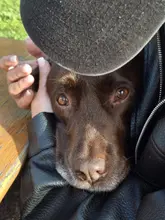 A close-up, intimate shot of a chocolate Labrador being petted, likely at a pub or bar given the mention of an Aperol spritz in the caption. The focus is on the dog's face, capturing a warm, relaxed moment.