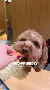 A short, engaging reel featuring a dog visiting a Japanese restaurant in Edinburgh. The video highlights the dog-friendly policy, showcases various dishes including ramen and sushi, and displays the restaurant's interior and cocktail menu.