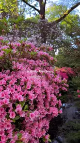 A visually appealing montage of the Isabella Plantation in Richmond Park, London, highlighting the vibrant spring flowers and peaceful pond setting.