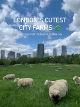 A high-quality, well-composed photograph showcasing sheep grazing in a London city farm with the city skyline in the background. The image effectively captures the contrast between rural and urban environments, serving as an inviting visual for a listicle about city farms.