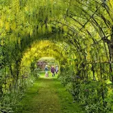 A beautiful, eye-level shot of a vibrant yellow laburnum archway at Seaton Delaval Hall, creating a natural tunnel effect that draws the viewer's eye towards visitors walking through the garden. The lighting is soft and natural, highlighting the lush greenery and bright yellow flowers, making for an inviting and picturesque scene.