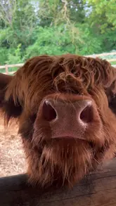 A short, handheld video showcasing a visit to a Highland Cow experience and cafe. The video features close-up shots of the cows being fed and a static shot of an afternoon tea set served on a wooden stand.