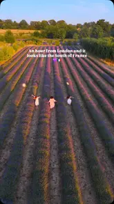 A visually aesthetic montage showcasing the Mayfield Secret Lavender Garden, featuring drone shots of the fields, a picnic setup, and sunset views.
