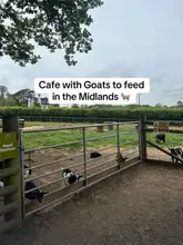 A static image of a goat enclosure at a cafe in the Midlands, intended to highlight the animal-feeding experience available to visitors.