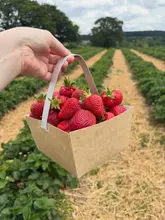 A POV shot of a hand holding a cardboard basket filled with freshly picked strawberries in a field, capturing the essence of a family day out at a pick-your-own farm.
