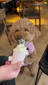 A montage of a visit to Coffi Lab, featuring various iced drinks, pastries like cruffins, and sandwiches, highlighting the dog-friendly nature of the cafe.