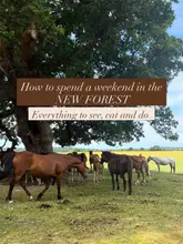 A travel-focused landscape image featuring a herd of horses in the New Forest, used as a cover for a weekend guide. The image is clean and well-composed, serving as an atmospheric hook for a travel itinerary.