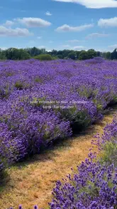A montage of lavender fields and farm scenery, encouraging viewers to visit a lavender farm in the summer.