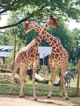 A bright, clear photograph of two giraffes standing together in a zoo enclosure, with a zebra visible in the background. The image captures the animals in a naturalistic setting, suitable for promoting a family-friendly day out.