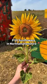 A montage showcasing a visit to Saxby's Cider, featuring sunflower picking, feeding alpacas, and enjoying burgers and cider.