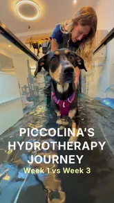 A heartwarming video documenting a rescue dog's progress through hydrotherapy sessions at a veterinary clinic over three weeks, highlighting the improvement in her mobility and confidence.