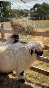 A short, engaging video showcasing an 'afternoon tea with sheep' experience in a Yorkshire field. The footage captures the outdoor setting, the afternoon tea spread, and close-up interactions with Valais Blacknose sheep.