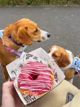 A first-person, eye-level shot of a hand holding a branded box containing a pink-glazed artisan donut, with two beagles in the background looking towards the food.