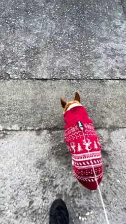 Delicious tongue tied sandwiches at the Black Market, featuring festive flavors for the holiday season.