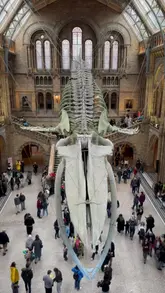 A montage video showcasing the interior and exterior of the Natural History Museum in London, featuring key exhibits like the whale skeleton and dinosaur displays.
