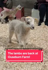 The creator visits Ouseburn Farm in Newcastle at 5:30 am to participate in the first lamb feeding session of the year. The video documents the experience of feeding the lambs, interacting with them, and also shows the farm's chicks and ducklings.