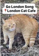A montage video showcasing a cat cafe in Clapham, London, featuring various cats interacting with visitors and the cafe's interior, set to a remixed song.