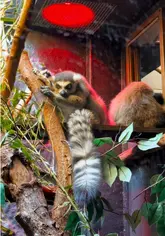 A personal vlog documenting a first-time visit to ZSL London Zoo, featuring various animal enclosures and a quick stop for lunch.