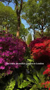 A vibrant, high-quality photograph of the Isabella Plantation in Richmond, London, showcasing the azaleas in full bloom along a garden path.