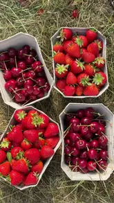 A short, aesthetic montage showcasing a visit to Craigie's Farm for strawberry and cherry picking, highlighting the fields, the fruit, and the final harvest.