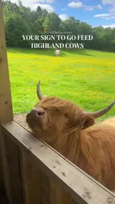 A short, engaging video featuring a visitor feeding Highland cows at Crieff Hydro Resort, highlighting the interactive and family-friendly nature of the experience.